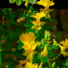 Capuchinha amarela ou Flor de canário - 12 sementes