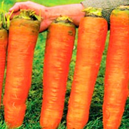 Semillas de Zanahoria gigante Autumn King, variedad de zanahorias grandes