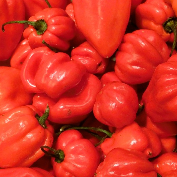 semillas de pimiento habanero rojo chile picante compra para sembrar