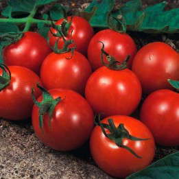 Sementes de Tomate Alicante, variedade média e excelente sabor