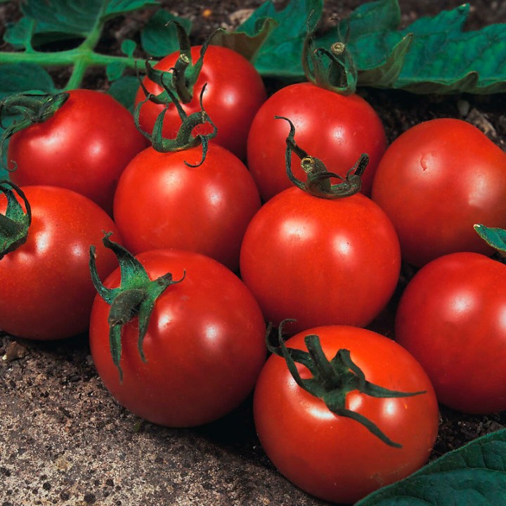 Sementes de Tomate Alicante, variedade média e excelente sabor