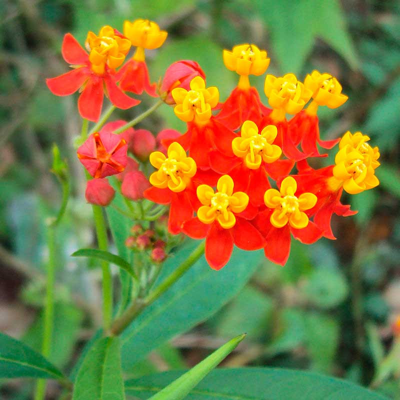 Asclepias curassavica L. Planta tóxica