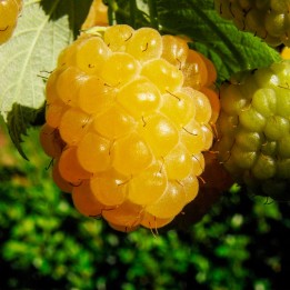 Framboesa amarela - Planta