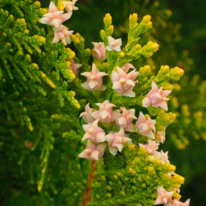 Sementes de Tuia Ocidental (Thuja occidentalis)
