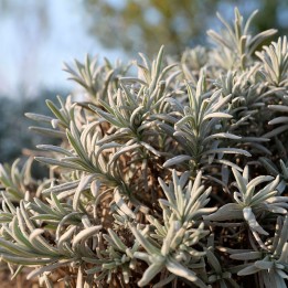 Lavandula lanata - Sementes