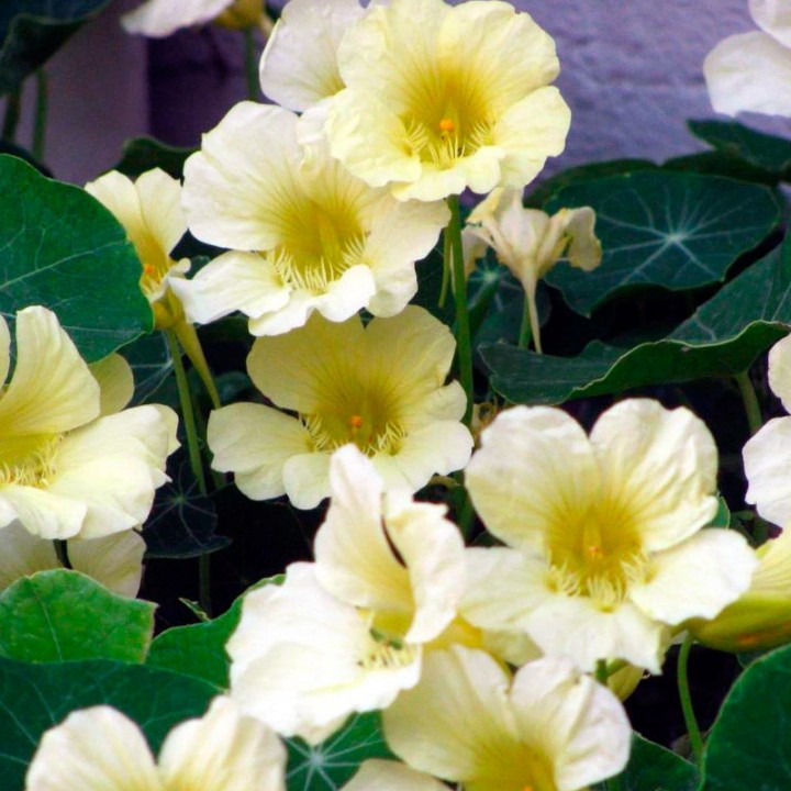 Planta de Capuchina 'Yeti' una variedad de flor blanca o crema