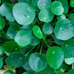 Pilea - Planta
