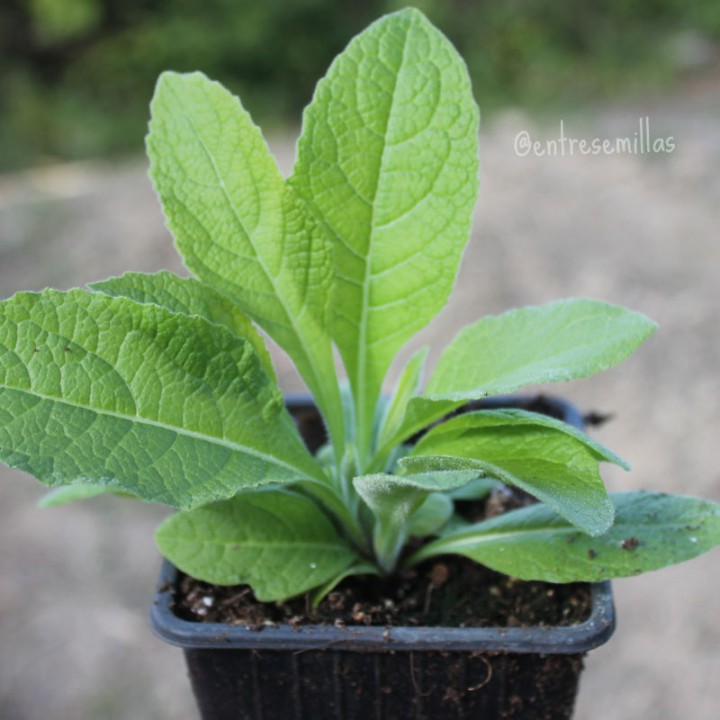Plantas de Helenio a la venta (Inula helenium)