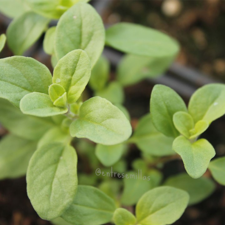 Manjerona - Planta