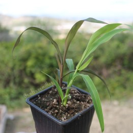 Planta de Lagrimas de Job Coix lacryma-jobi