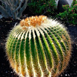 Echinocactus grusonii - Sementes