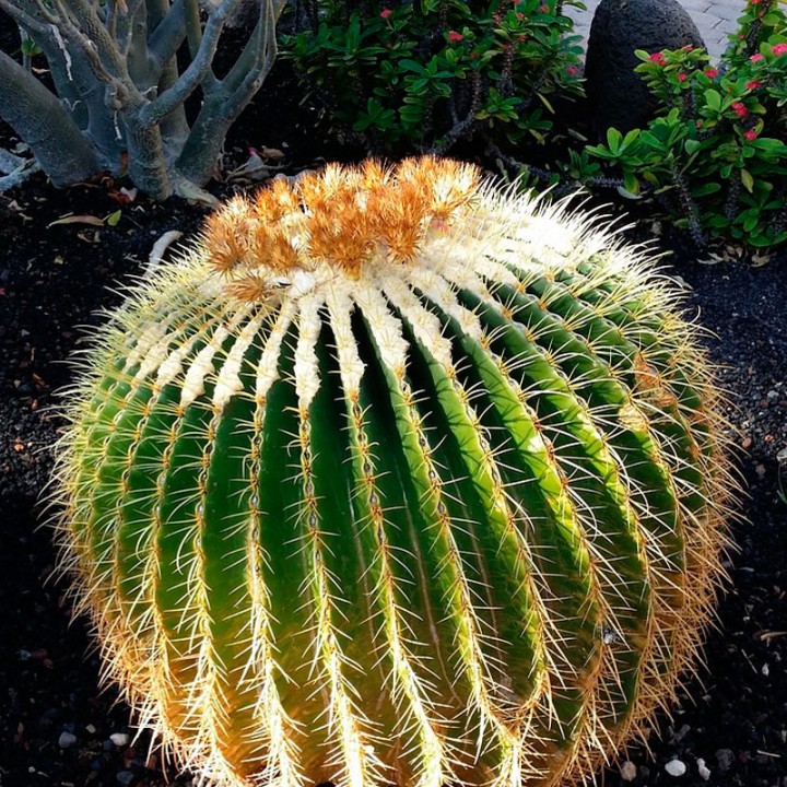 Echinocactus grusonii - Sementes