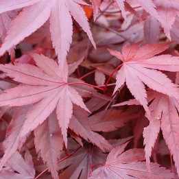 Bordo japonês Atropurpureum sementes