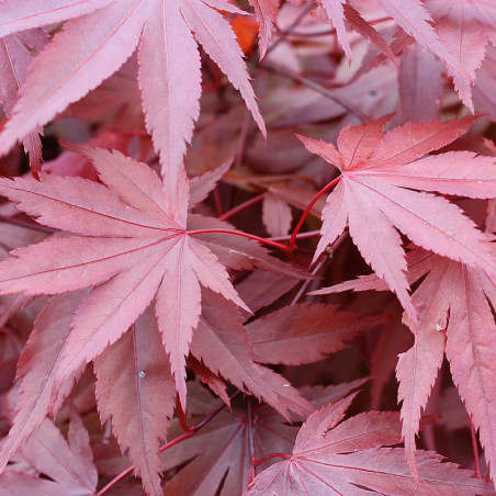 Bordo japonês Atropurpureum sementes