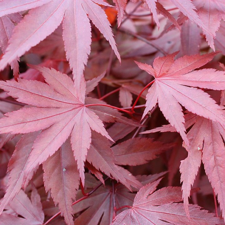 Bordo japonês Atropurpureum sementes