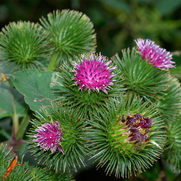 Planta de Bardana a la venta