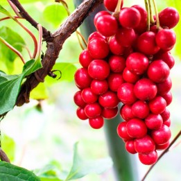 Schisandra chinensis - Sementes
