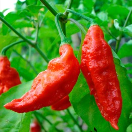 Pimento Bhut Jolokia - Sementes