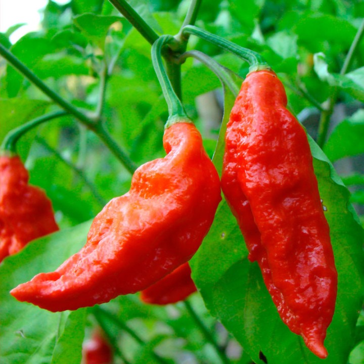 Pimento Bhut Jolokia - Sementes