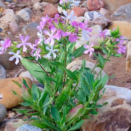 Saponaria - 1 planta