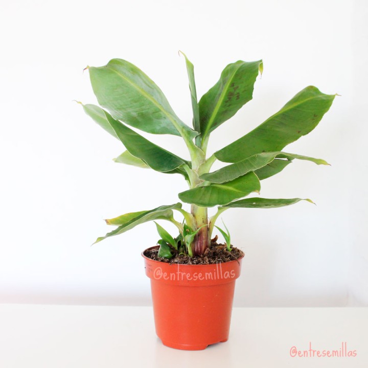 Platanera canária - 1 planta