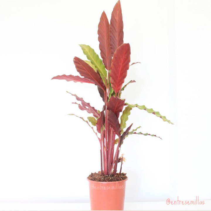 Plantas de Calathea a la venta en nuestro vivero online