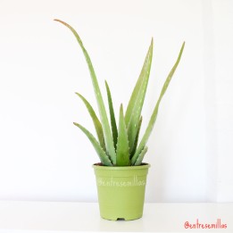 Aloé vera - Planta