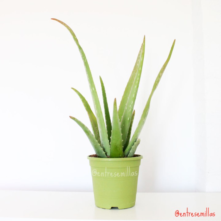 Aloé vera - Planta