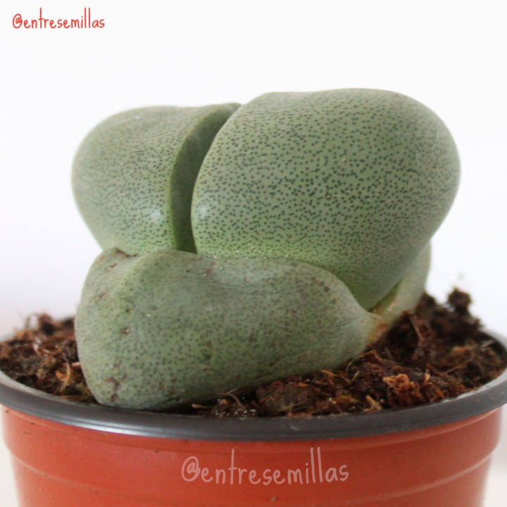 Plantas de Pleiospilos nelii en maceta | Tienda online plantas suculentas