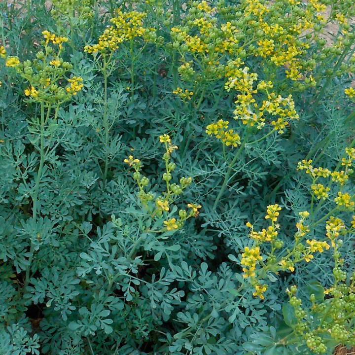 Arruda - 1 planta