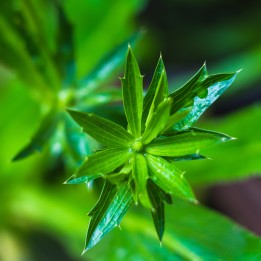 Comprar online planta Culantro (Eryngium foetidum) a la venta en España