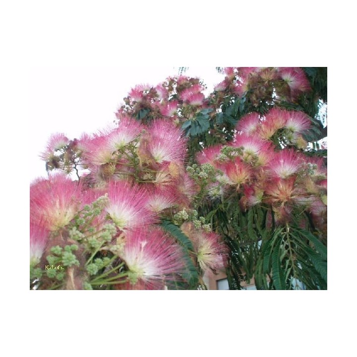 Acacia de Constantinopla / Acacia Persa