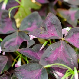 Oxalis roxa - Planta