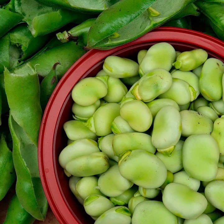 Fava, Muchamiel - Sementes