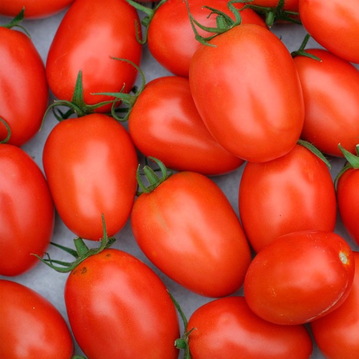 Tomate Roma - Sementes
