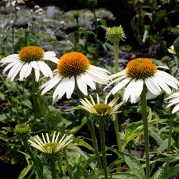 equinacea branca sementes