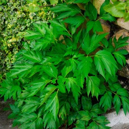 Sementes de Angelica Keiskei, planta japonesa de envelhecimento
