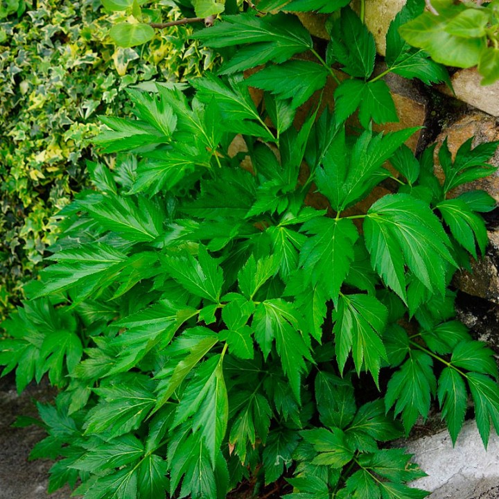 Sementes de Angelica Keiskei, planta japonesa de envelhecimento