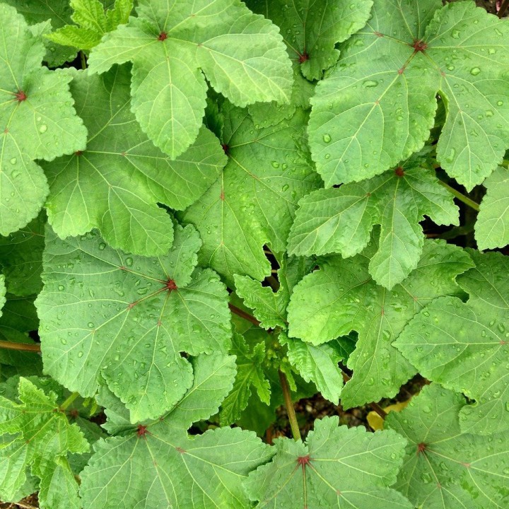 Comprar online sementes de Quiabo (Abelmoschus esculentus)
