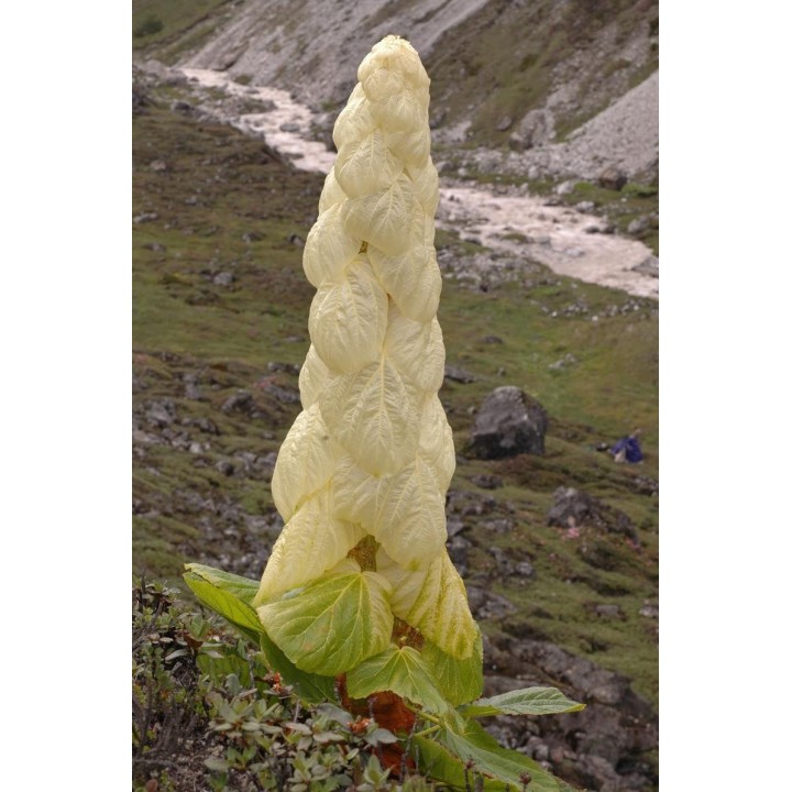 Sementes de Rheum nobile planta rara e exotica chuka