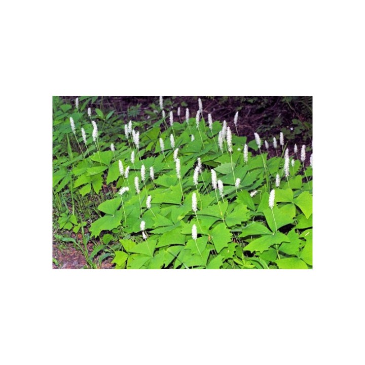 Sementes de Achlys triphylla folhas de baunilha, plantas raras para comprar