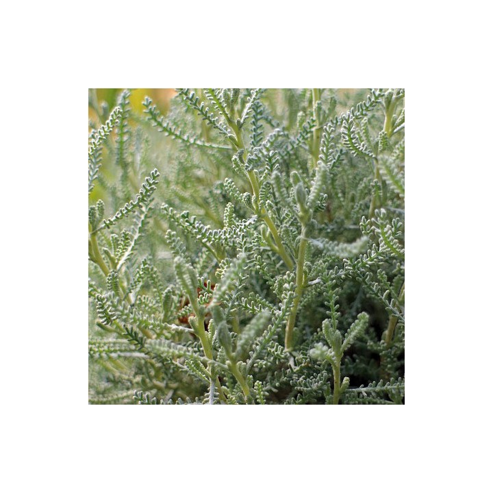 Sementes de Santolina chamaecyparissus (Abrótano-fêmea ou Santolina)