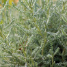 Santolina chamaecyparissus - 400 sementes