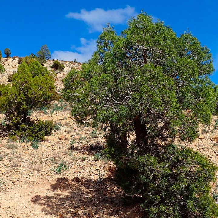 Sementes de Sabina de Cartagena (Tetraclinis articulata) | Loja de sementes