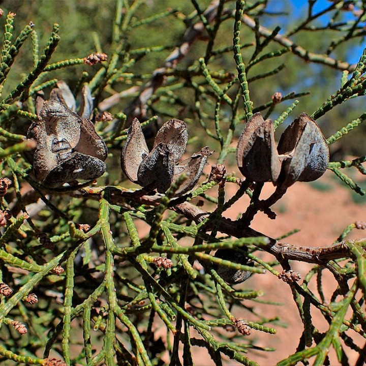 Sementes de Sabina de Cartagena (Tetraclinis articulata) | Loja de sementes