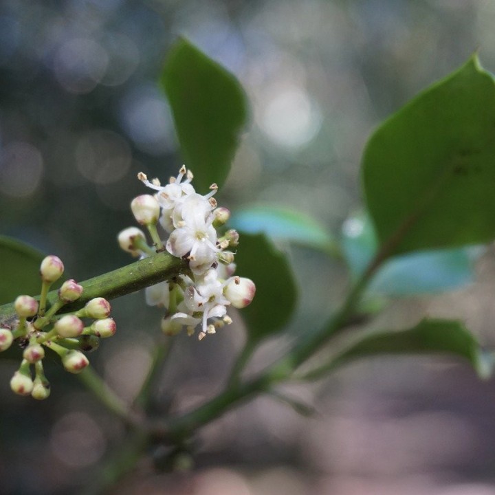 Semillas de Azevinho (Ilex aquifolium), azevim ou azevinheiro