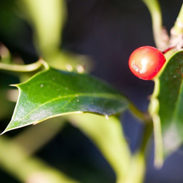 Semillas de Azevinho (Ilex aquifolium), azevim ou azevinheiro
