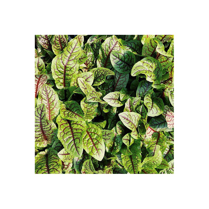 Sementes de Azedinha vermelha (Rumex sanguinea)