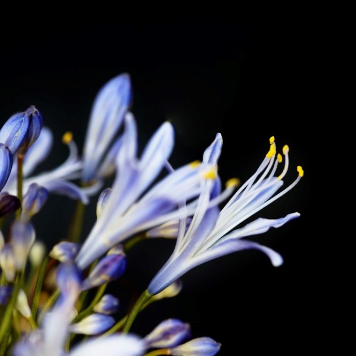 Semillas de agapantos, agapanthus africanus agapantus lirio africa