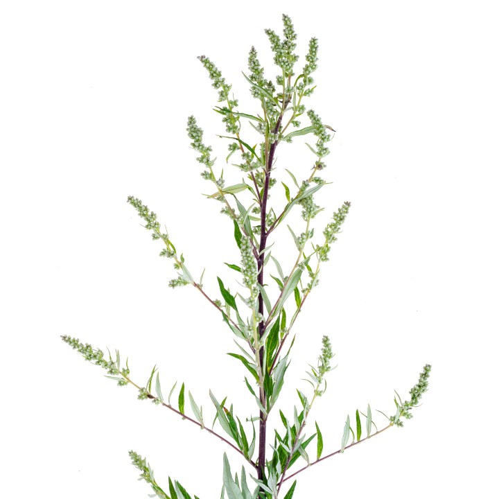 Sementes de Artemisia absinthium, absinto comum